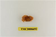 藏品(光輝圓扇蟹)的圖片